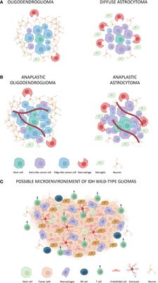 Tumor-Associated Microenvironment of Adult Gliomas: A Review